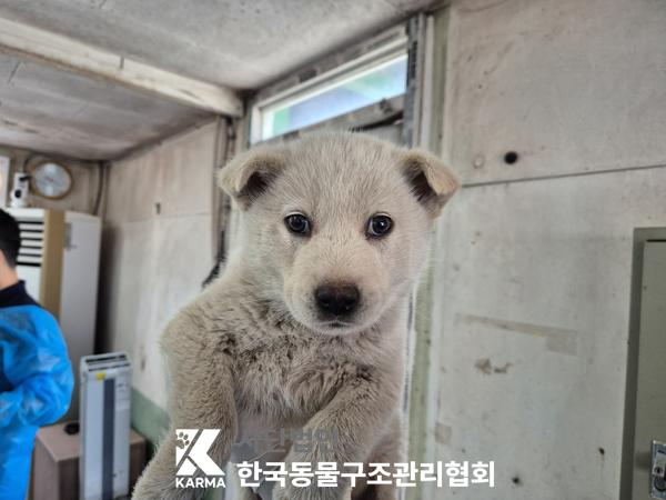 한국동물구조관리협회_441409202500546